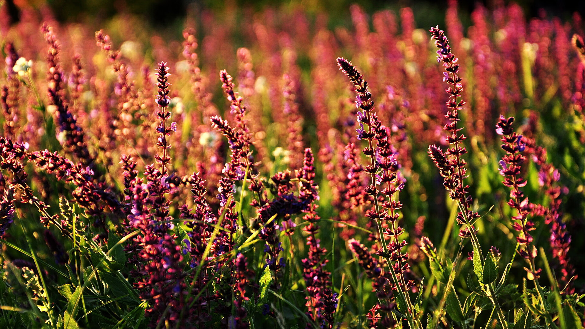 开云体育平台APP-极速攻防，北京队赛道超车终结深圳队连胜