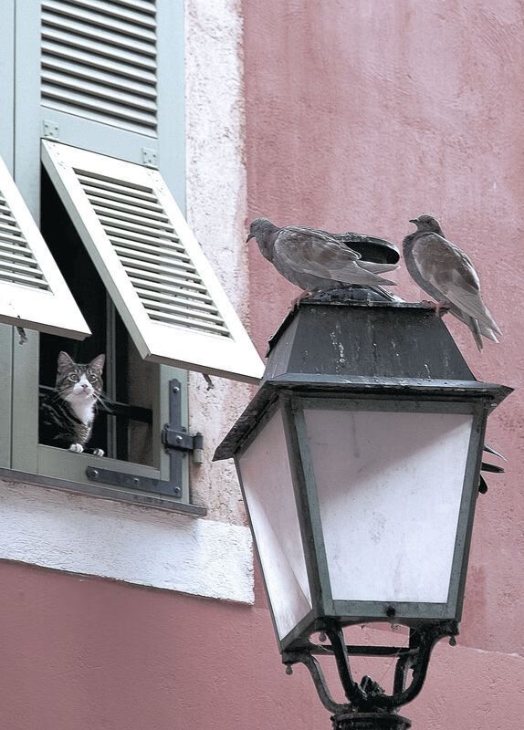 绿金战记,当锡安于宿敌战场降临,一扣定乾坤