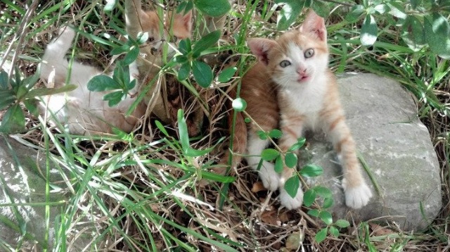 开云APP-决胜瞬间,当新疆压哨绝杀遇见塔图姆抢七封神—体育世界唯一的共通语言