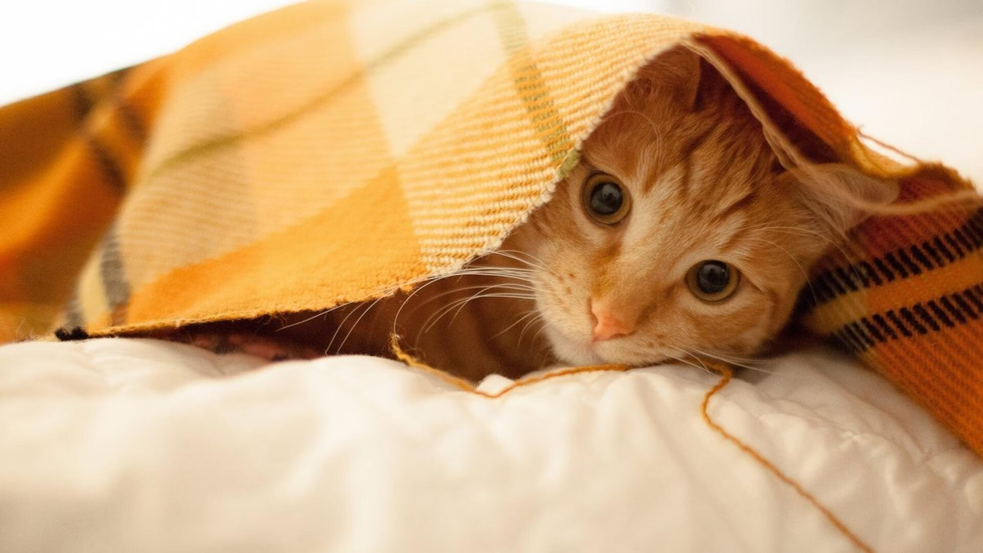 开云体育中国-哈登节奏完全掌控，世界排名争夺战之夜的唯一主宰