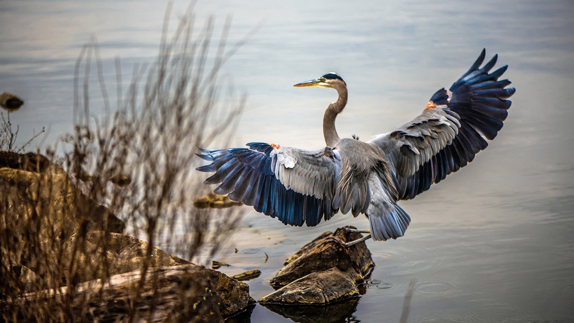 开云体育app-乱入者哈弗茨,当德国幽灵决定南美世预赛的生死