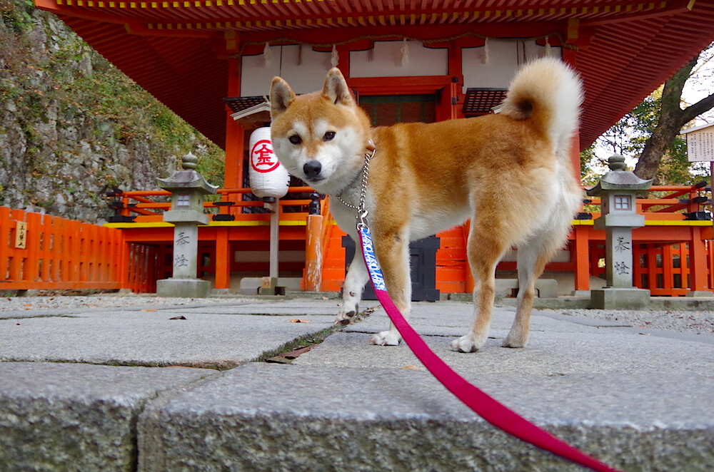 开云体育官网-跨界接管，从佛罗伦萨欧冠之夜到NBA总决赛的哈弗茨维度