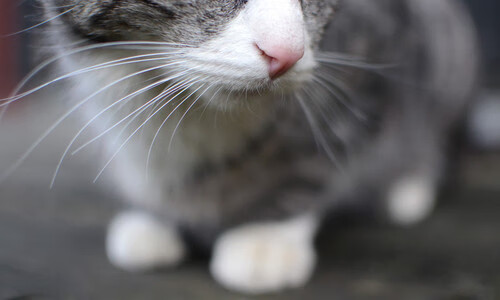 制胜齿轮，当F1引擎的轰鸣在巴林夜空中与爱德华兹的得分狂潮共振