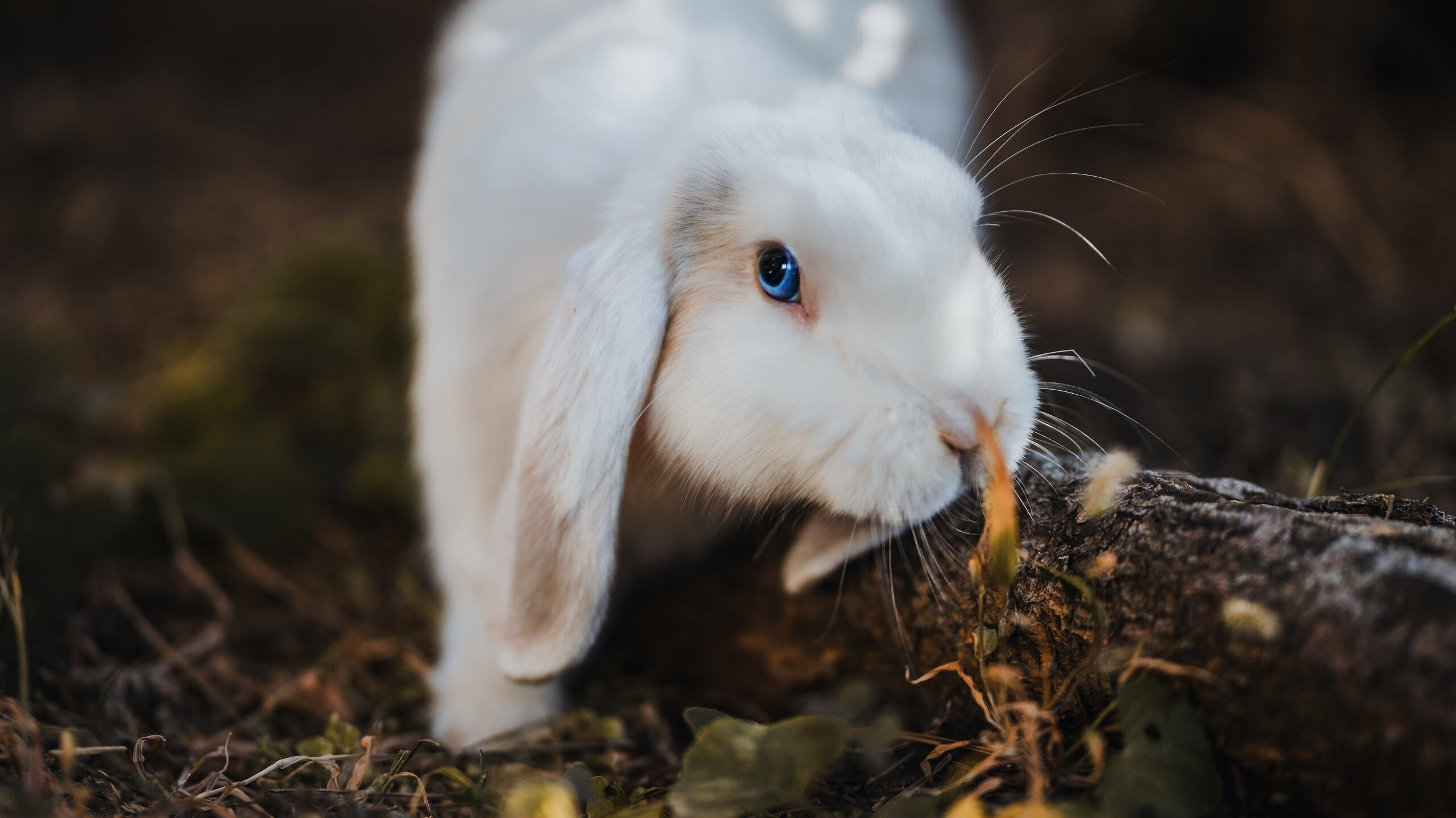 欧洲杯生死战场,格纳布里在里昂的爆点时刻,终结克罗地亚黄金一代最后的火光