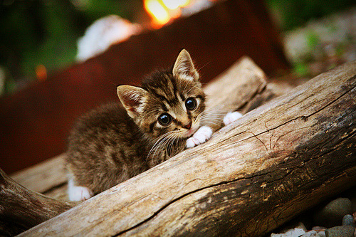 德甲争冠战之夜，今夜他用征服完成加冕