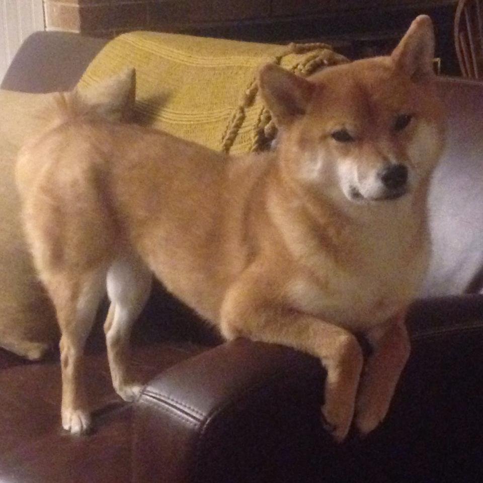 手术刀与交响乐，范弗利特如何精密肢解湖人防线