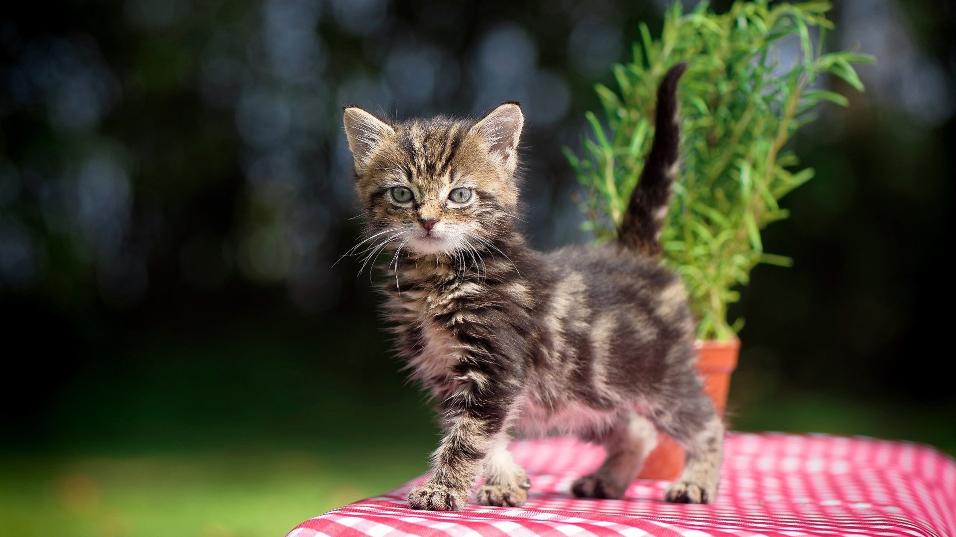 南美风暴席卷而来，加泰巨人只手擎天，当塞维利亚的铁血遇上皮克的蓝白统治
