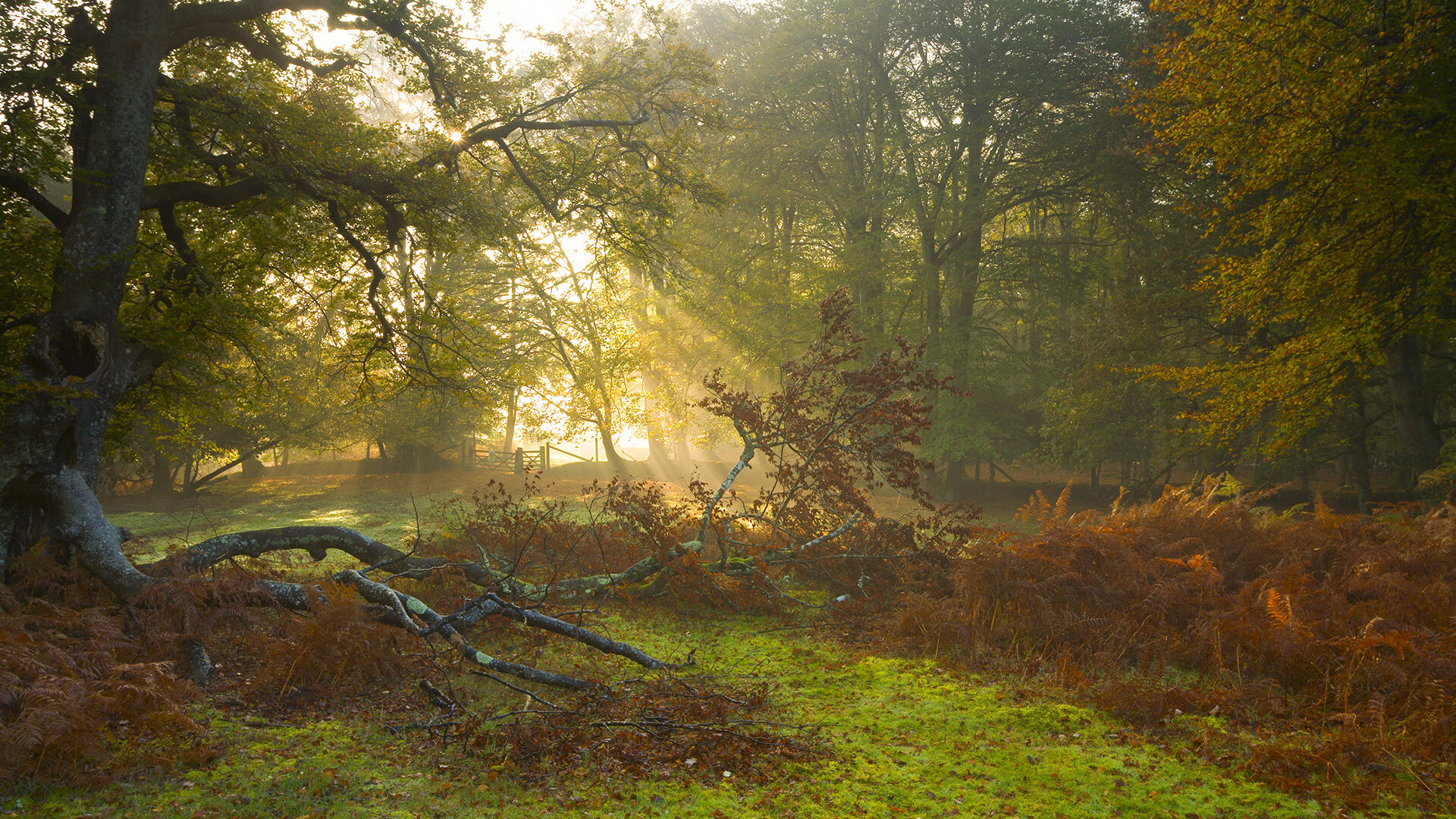 开云APP-数据爆发与绝杀艺术，库里之夜与凯尔特人的制胜哲学