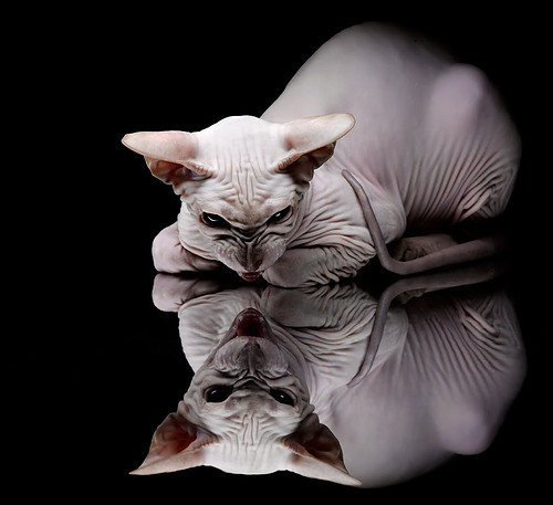 京寒压倒热,布伦森关键时刻的逆袭之舞