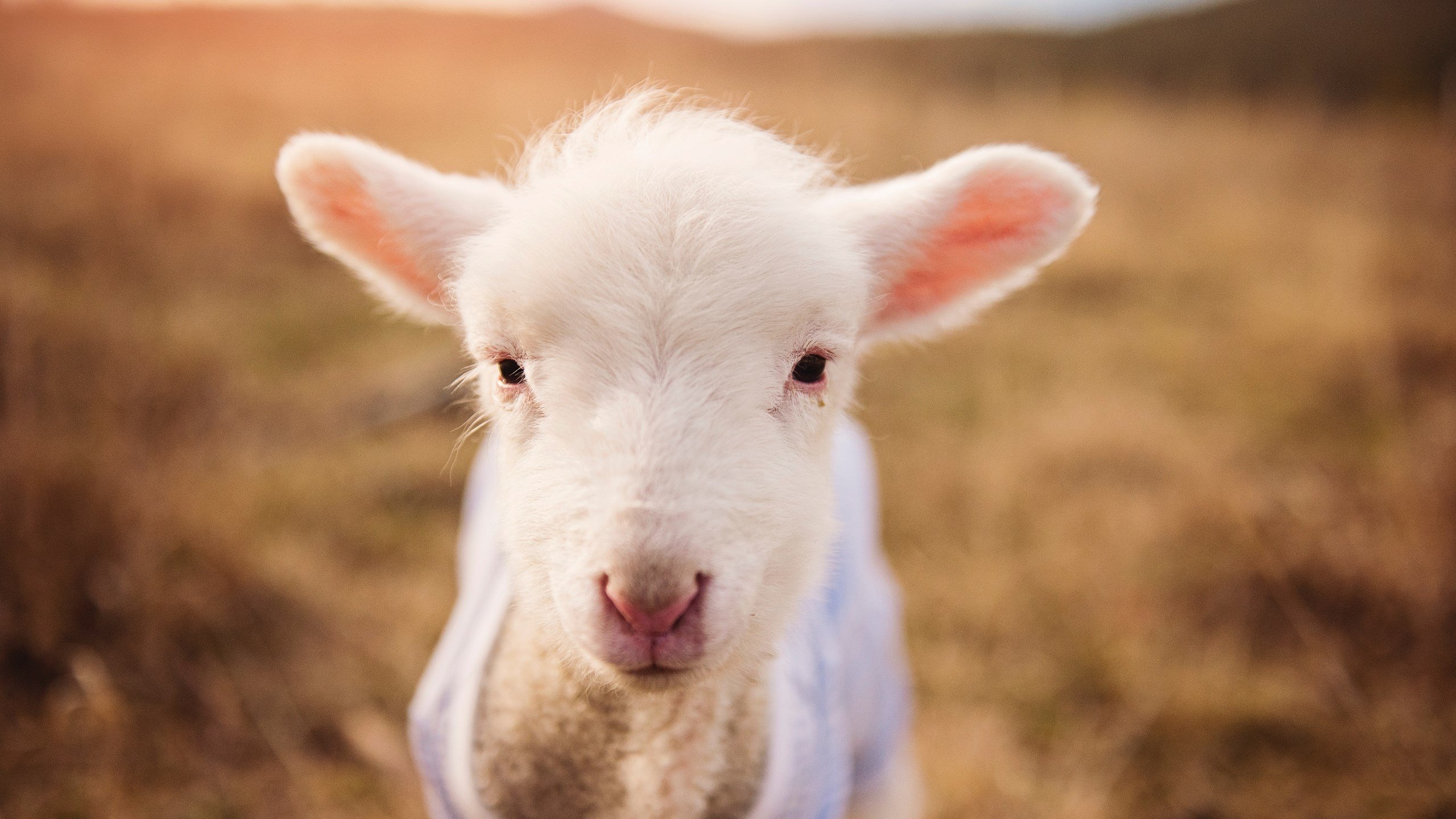 跨越边界的星光，当上海队遇上鹈鹕，拉梅洛在东方书写巨星定义