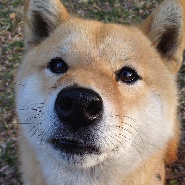 开云体育中国-莱万刀锋下的意外，哥斯达黎加如何让马赛的欧冠梦碎
