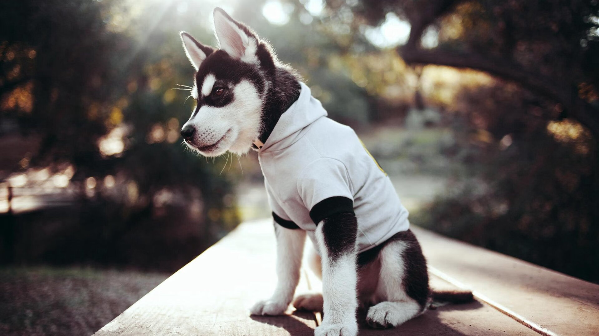 冰岛铁壁前的神锋，帕尔默的爆发与埃及的破冰争冠之路