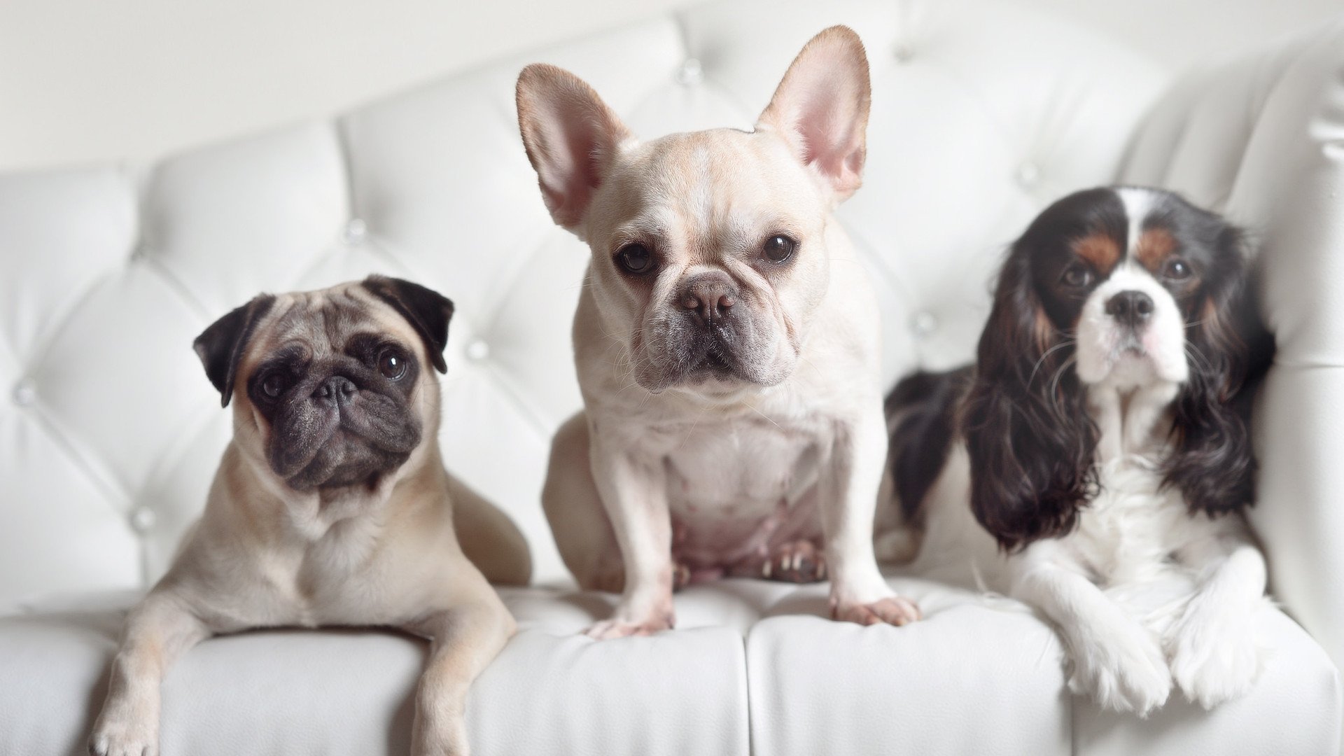 开云-双重接管,从足球场到F1赛道,掌控力如何跨越界限定义胜利