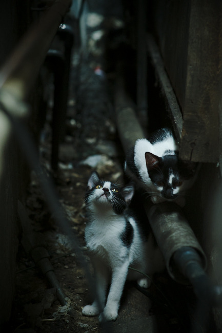 坎特评分拉满，玻利维亚对阵秘鲁的南美之战，如何定义唯一性荣耀？