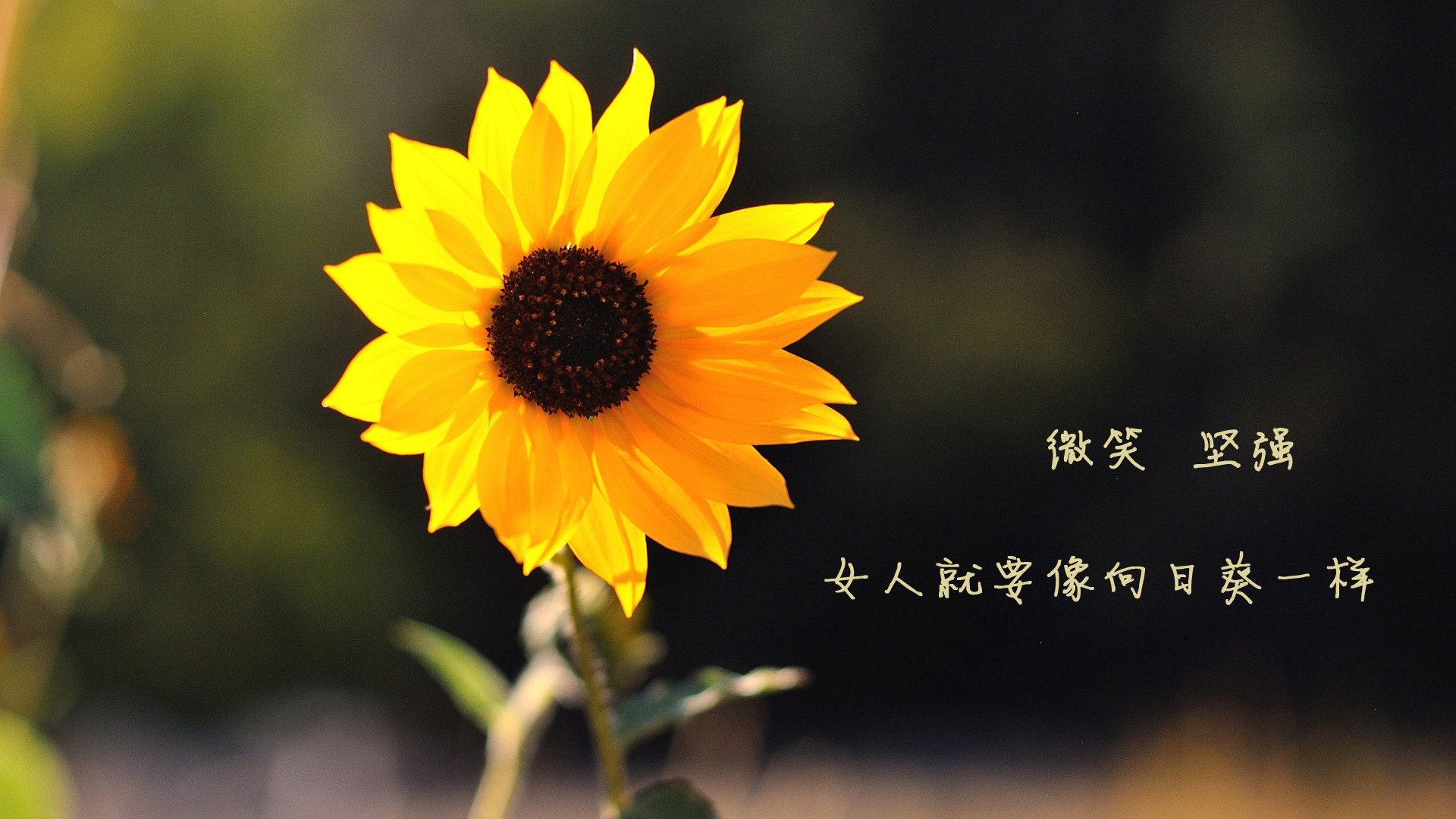 北欧风暴冲垮加勒比海防线,斯通斯一夫当关诠释最佳无争议