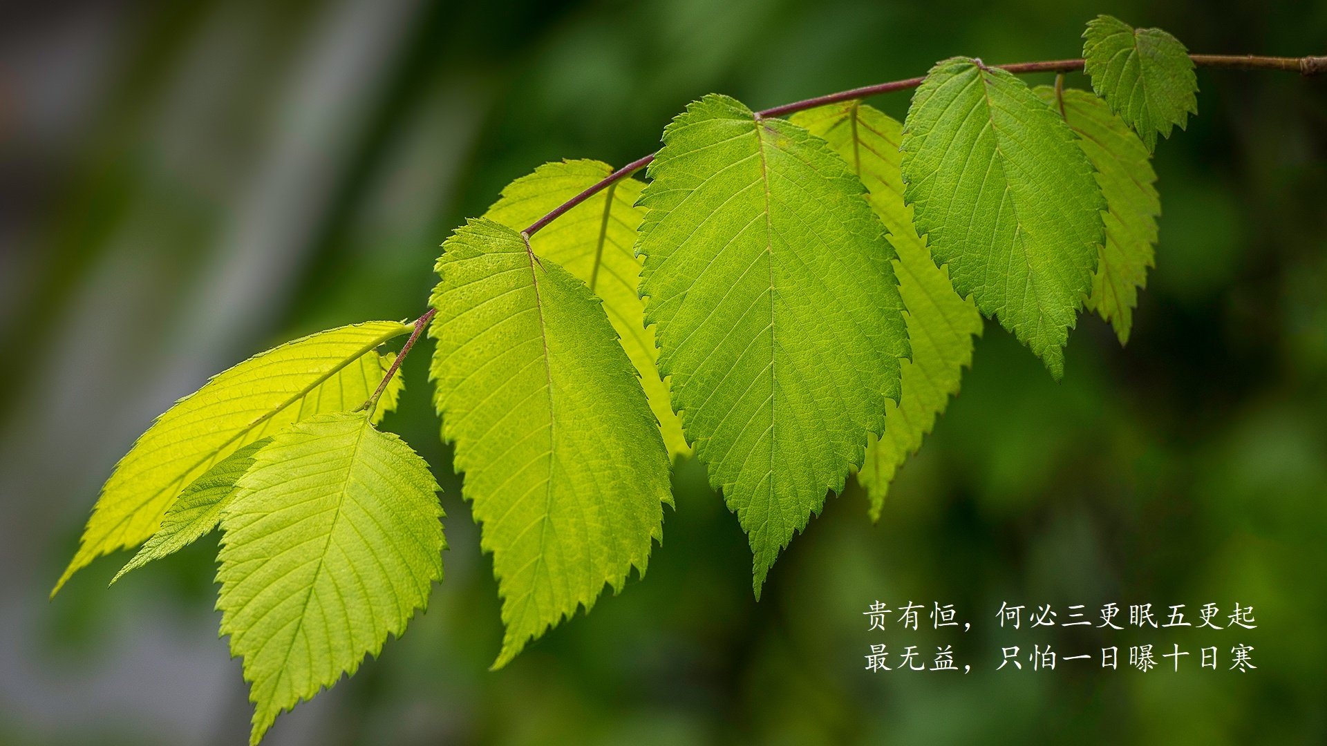 开云官网-防守,是最极致的进攻,当哈利伯顿用铁锁扼住公牛的咽喉